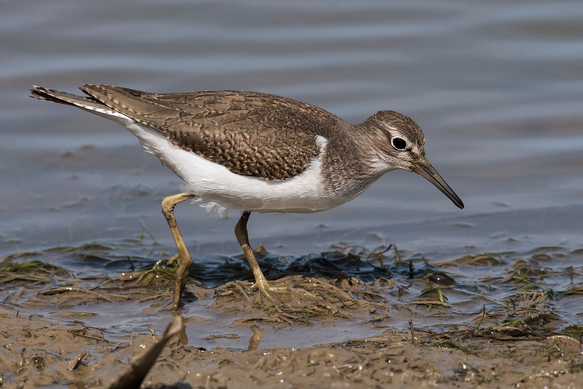 Piro piro piccolo (Actitis hypoleucos) e Piro piro culbianco (Tringa ochropus)